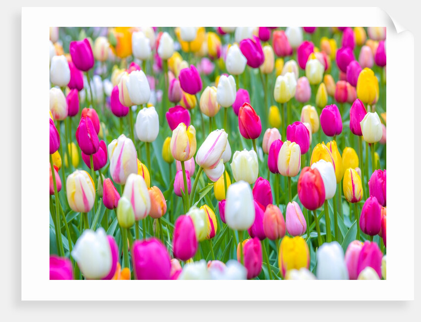 Tulips in garden by Assaf Frank